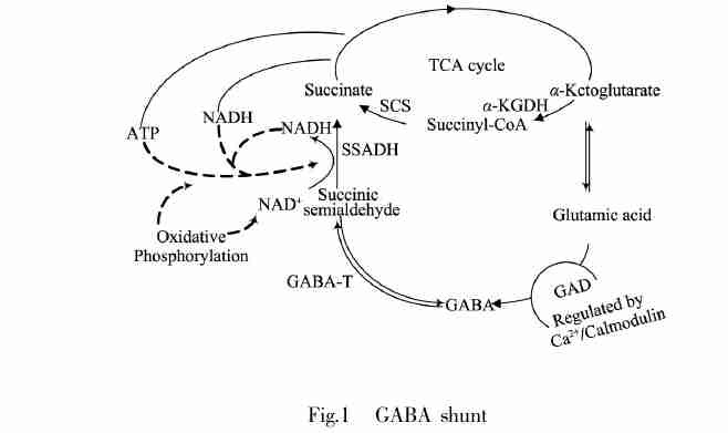 GABA factory GABA factory