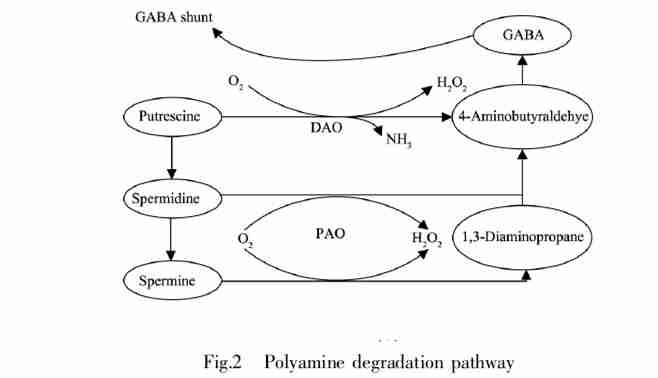GABA suppliers GABA suppliers