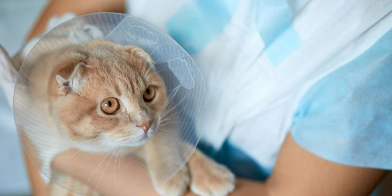 Fluralaner Drop Safety Monitoring Recommendations Encompass | Shaanxi Bloom Tech Fluralaner Drop Safety Monitoring Recommendations Encompass | Shaanxi Bloom Tech