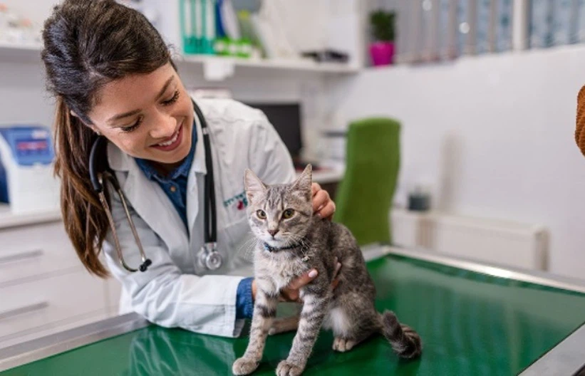 GS 441524 Considerations For Kittens | Shaanxi BLOOM Tech Co., Ltd GS 441524 Considerations For Kittens | Shaanxi BLOOM Tech Co., Ltd