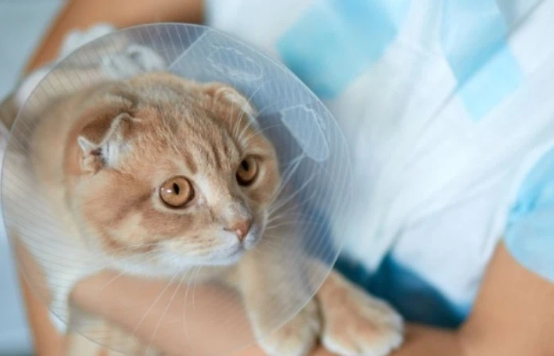 GS 441524 Tailoring Treatment Protocols | Shaanxi BLOOM Tech Co., Ltd GS 441524 Tailoring Treatment Protocols | Shaanxi BLOOM Tech Co., Ltd