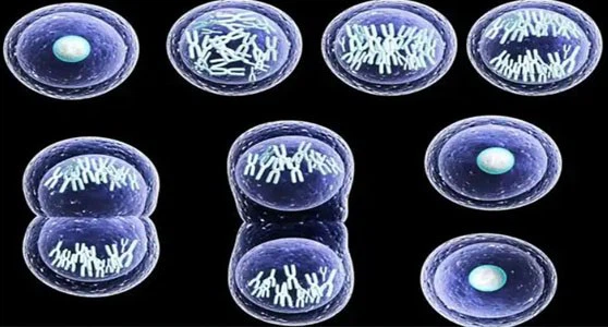 Spermidine For sale | Shaanxi BLOOM Tech Co., Ltd Spermidine For sale | Shaanxi BLOOM Tech Co., Ltd