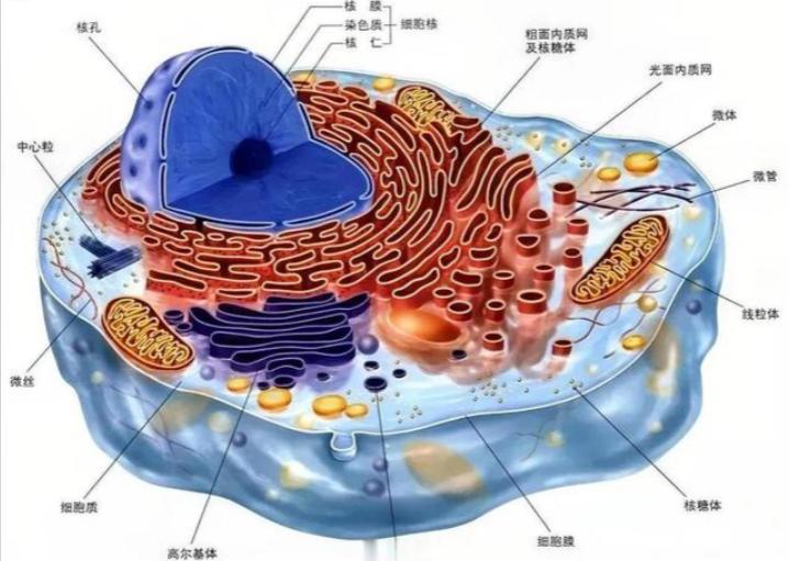SLU-PP-332 Buy | Shaanxi BLOOM Tech Co., Ltd SLU-PP-332 Buy | Shaanxi BLOOM Tech Co., Ltd