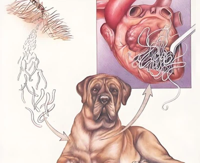 Ivermectin And Pyrantel Pamoate use | Shaanxi BLOOM Tech Co., Ltd Ivermectin And Pyrantel Pamoate use | Shaanxi BLOOM Tech Co., Ltd