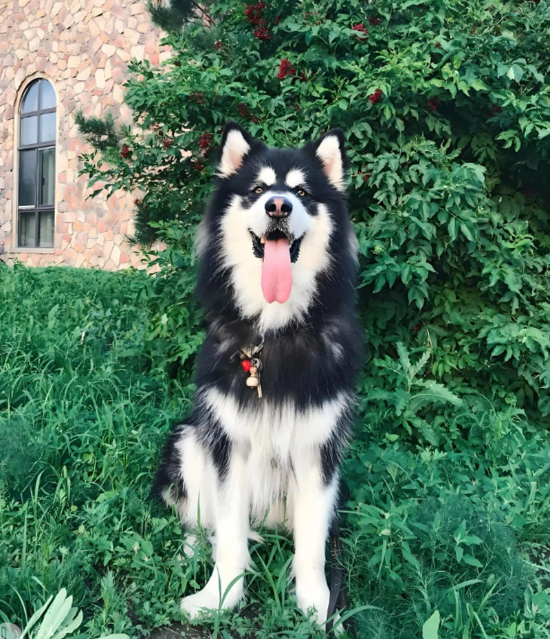 Ivermectin And Pyrantel Pamoate use | Shaanxi BLOOM Tech Co., Ltd Ivermectin And Pyrantel Pamoate use | Shaanxi BLOOM Tech Co., Ltd