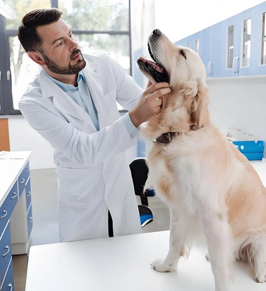 Ivermectin And Pyrantel Pamoate use | Shaanxi BLOOM Tech Co., Ltd Ivermectin And Pyrantel Pamoate use | Shaanxi BLOOM Tech Co., Ltd